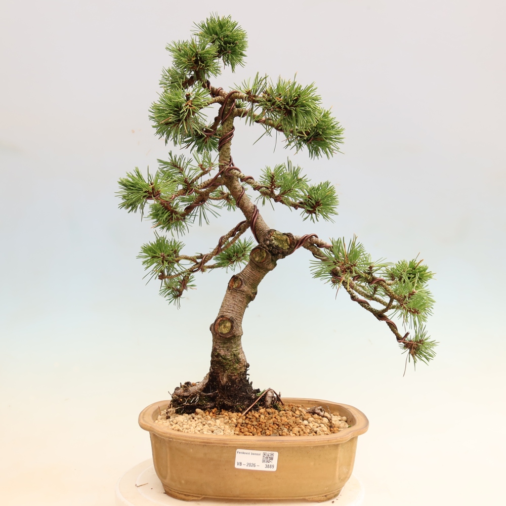 Bonsaï d'extérieur - Pinus mugo Humpy  - Pin nain