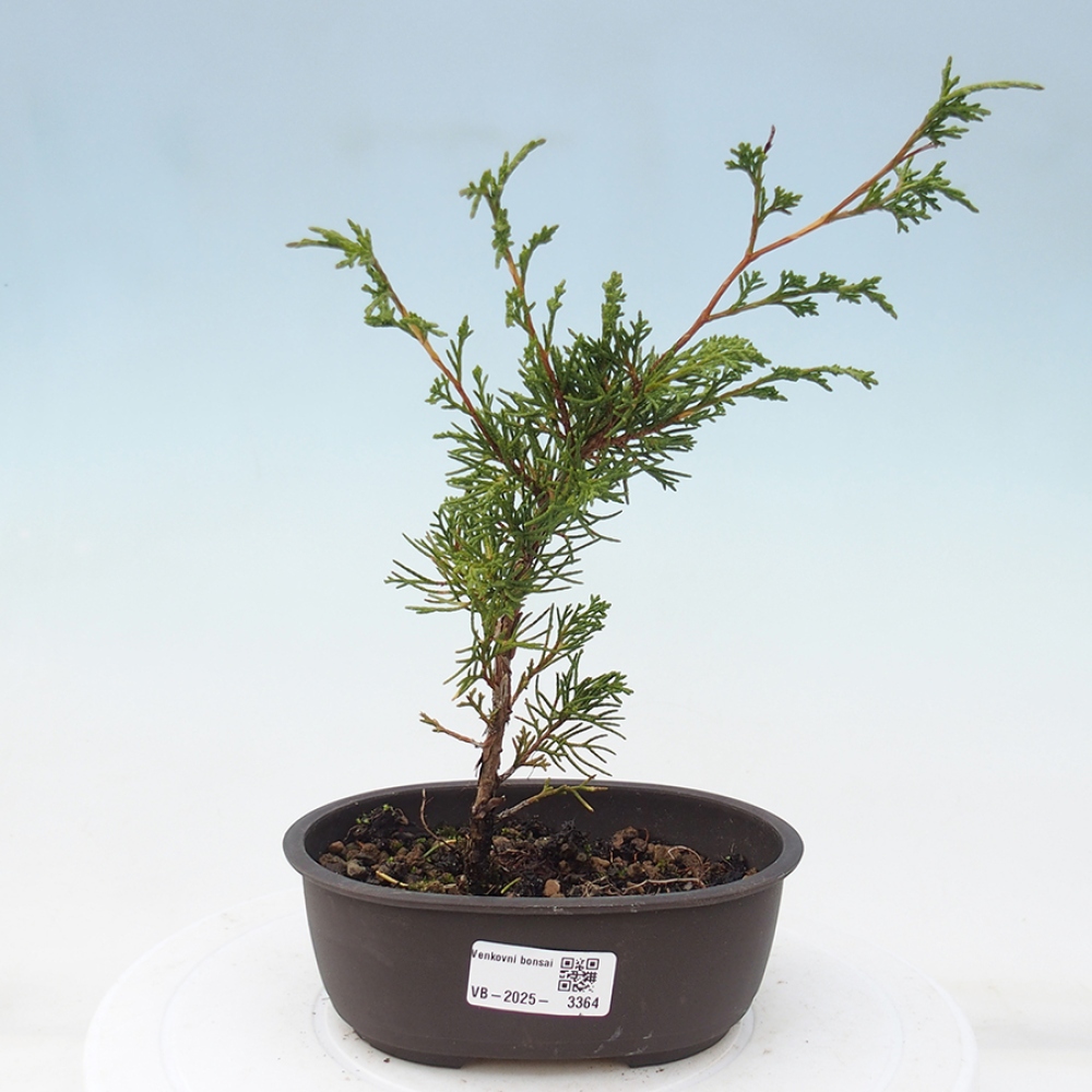Bonsaï d'extérieur - Juniperus chinensis Itoigawa