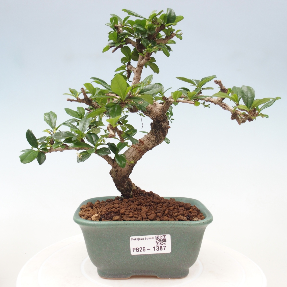 Bonsaï de chambre - Carmona macrophylla - Tea fuki