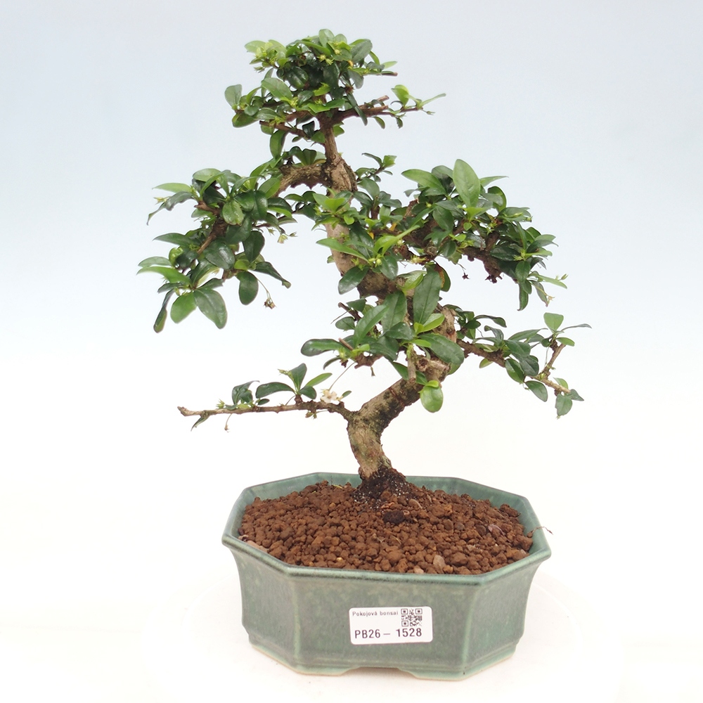 Bonsaï de chambre - Carmona macrophylla - Tea fuki