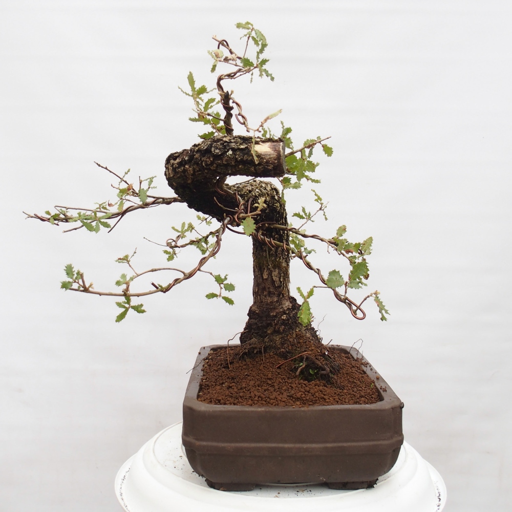 Yamadori - Quercus Ilex - Chêne vert