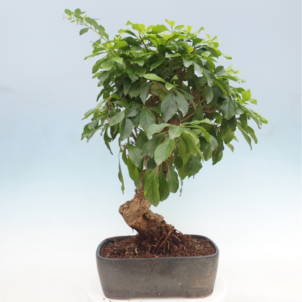 Bonsaï de chambre - Duranta repens -Duranta