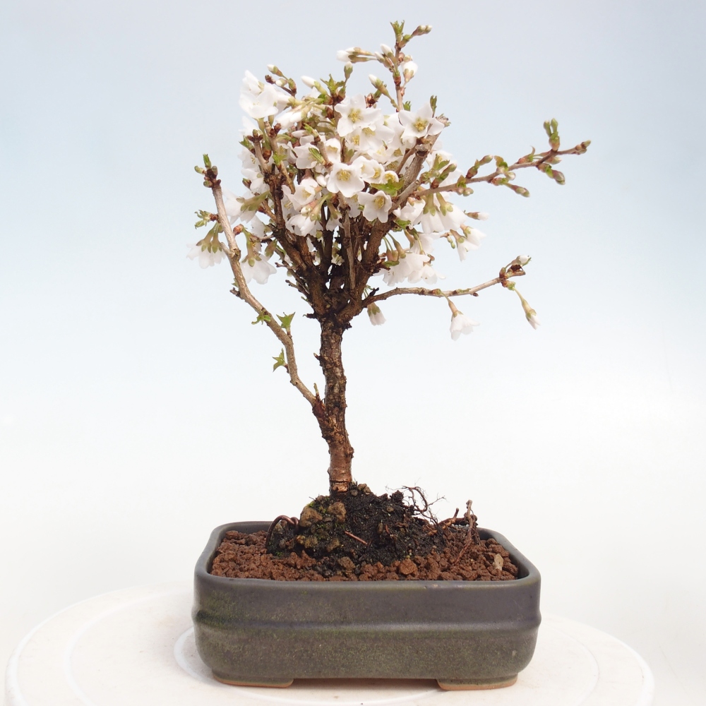 Bonsaï d'extérieur - Prunus incisa Kojou-no mai-Plivon découpé