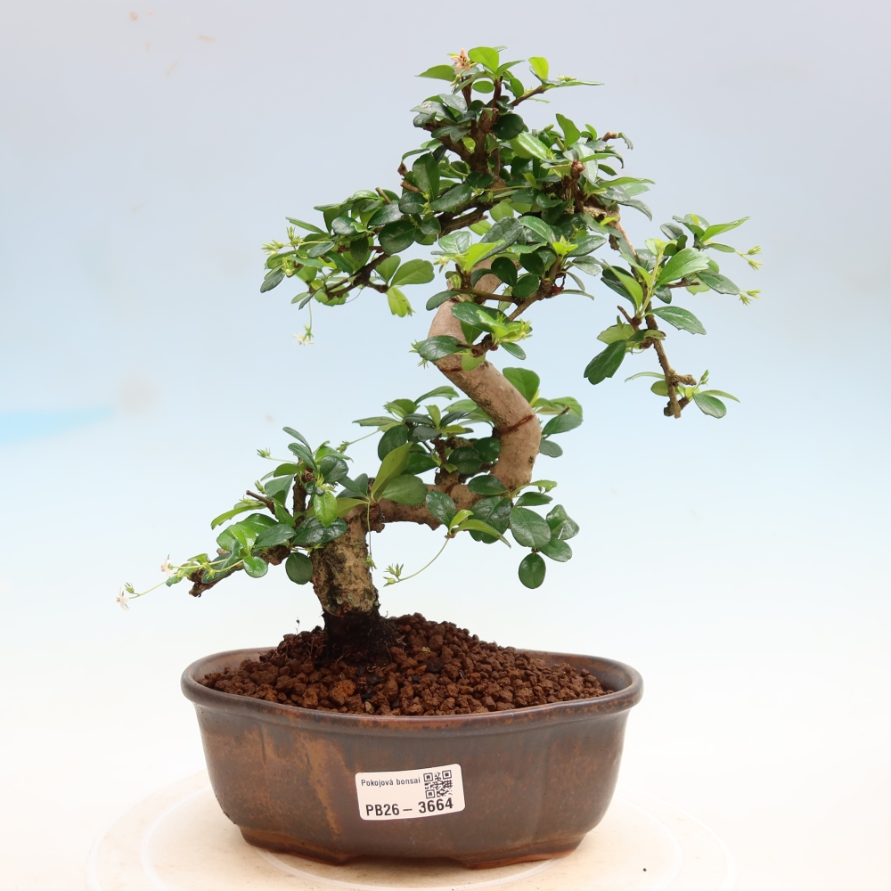 Bonsaï de chambre - Carmona macrophylla - Tea fuki
