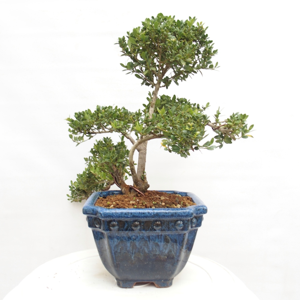 Bonsaï de chambre - Ilex crenata - Houx