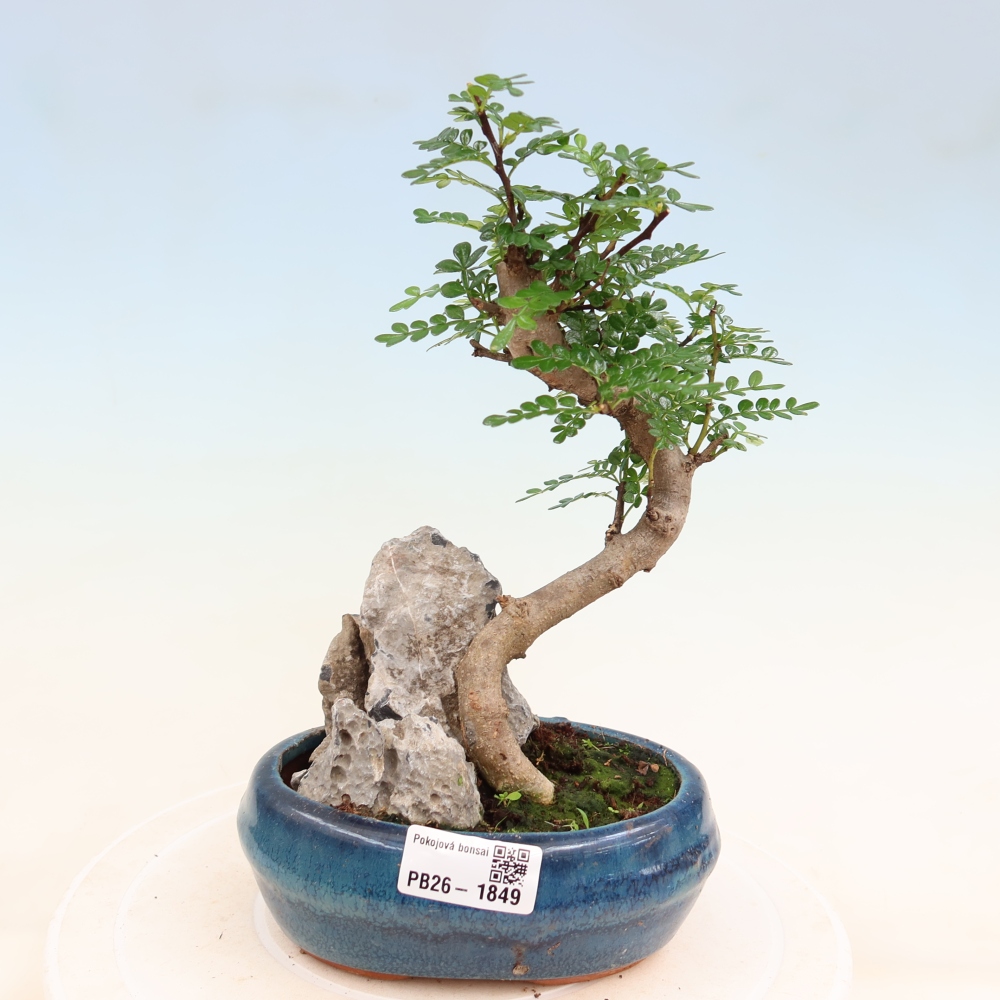 Salle bonsaï - Zantoxylum piperitum - arbre à poivre