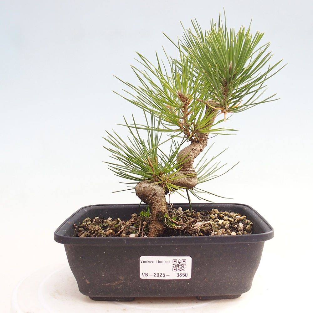Bonsaï d'extérieur - Pinus thunbergii - Pin de Thunberg