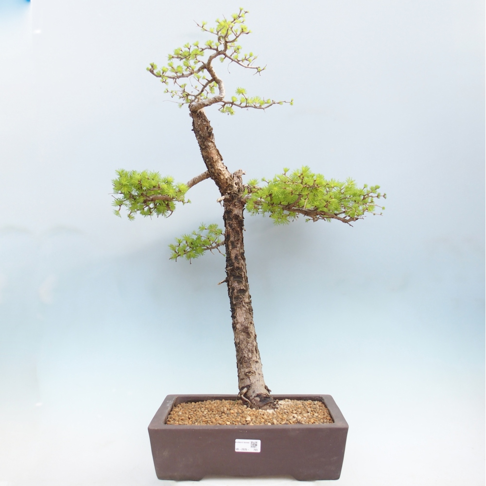 Bonsaï d'extérieur -Larix decidua - Mélèze