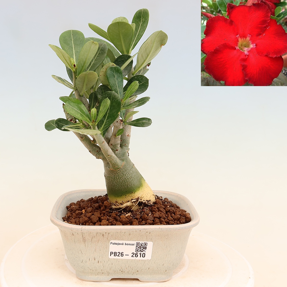 Bonsaï d'intérieur - Adenium obesum Red Star - Rose du désert