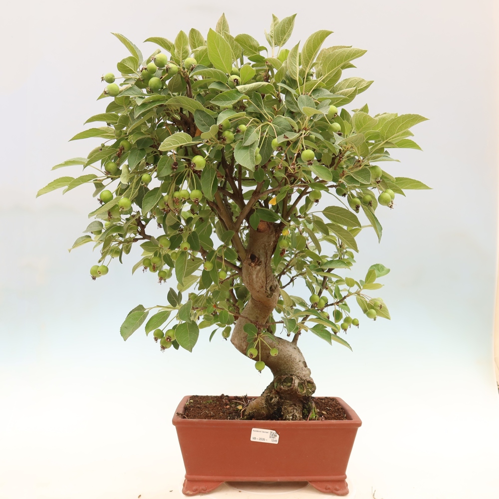 Bonsaï d'extérieur -Malus halliana - Pommier à petits fruits
