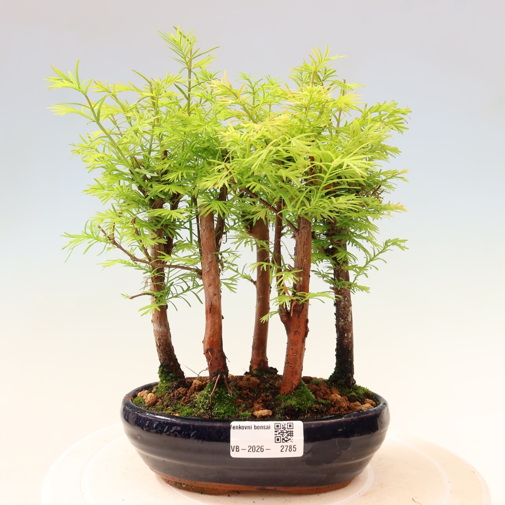 Bonsaï d'extérieur - Metasequoia glyptostroboides - Métaséquoia de Chine - petit bosquet