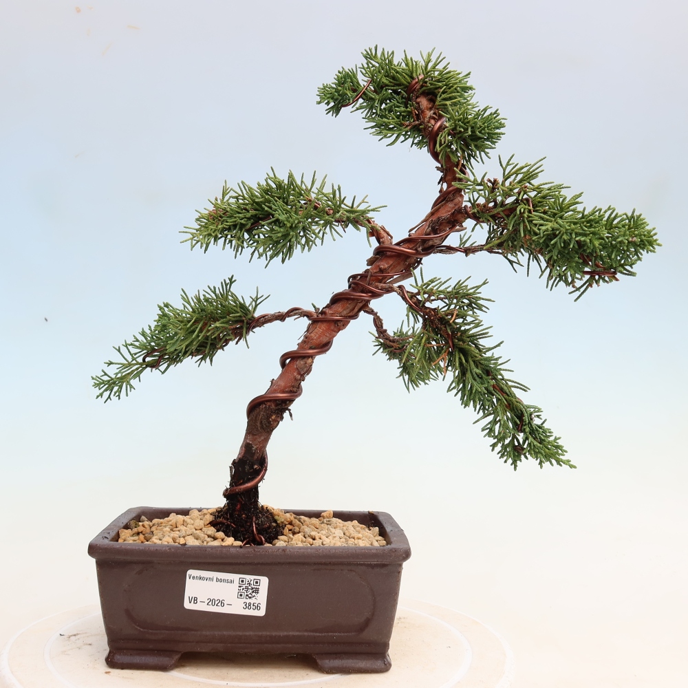 Bonsaï d'extérieur - Juniperus chinensis Kishu