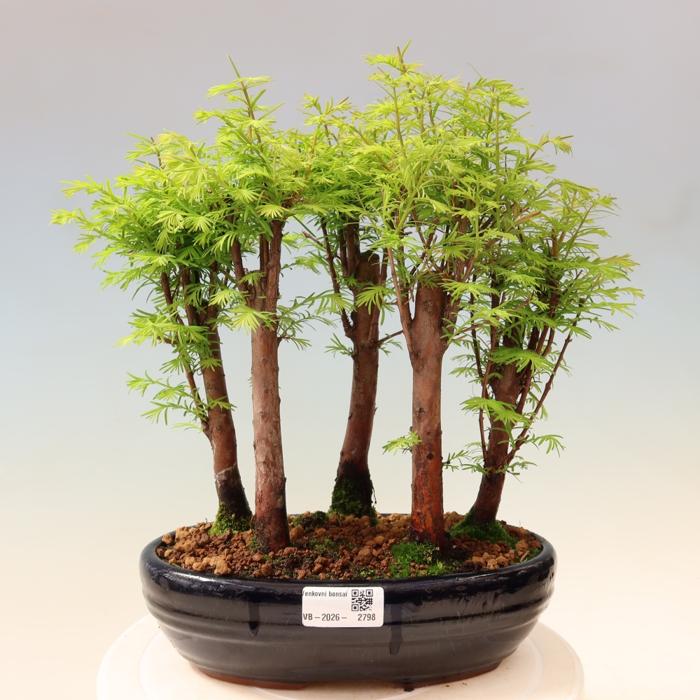 Bonsaï d'extérieur - Metasequoia glyptostroboides - Métaséquoia de Chine - petit bosquet