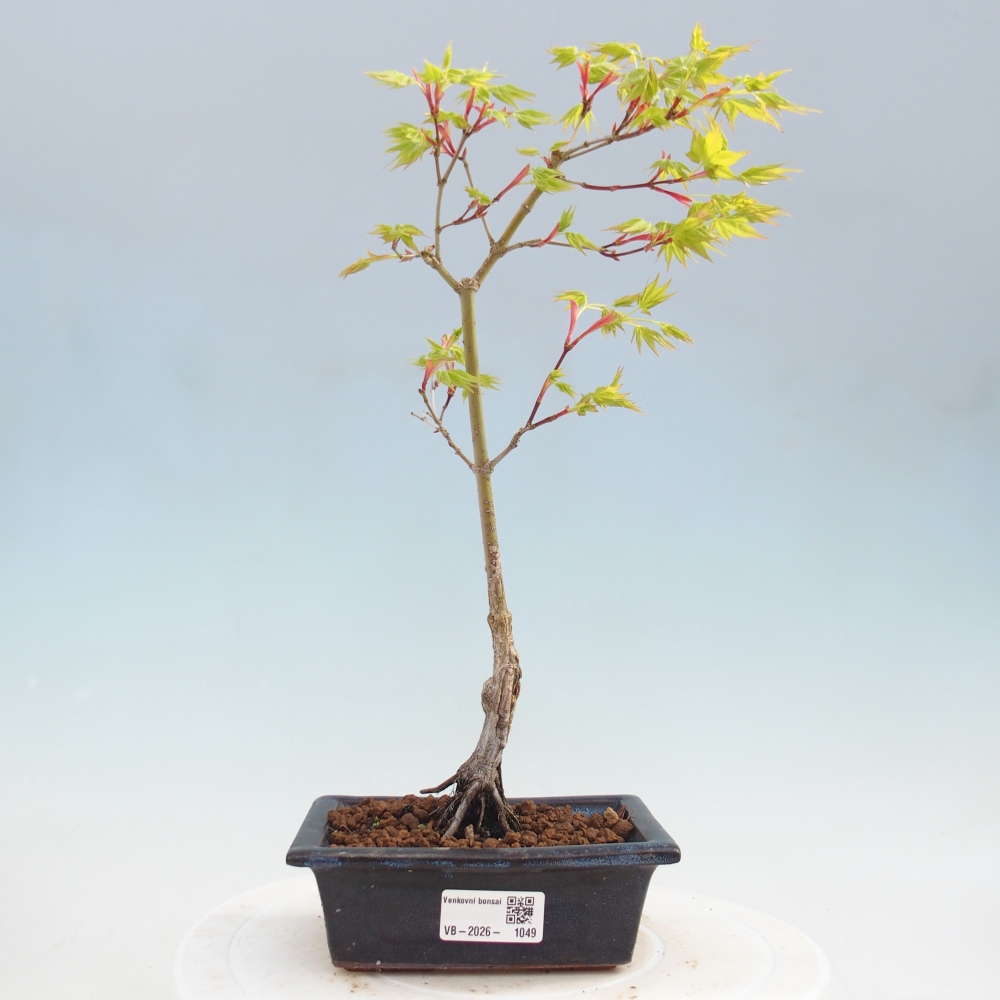 Acer palmatum Aureum - Érable doré