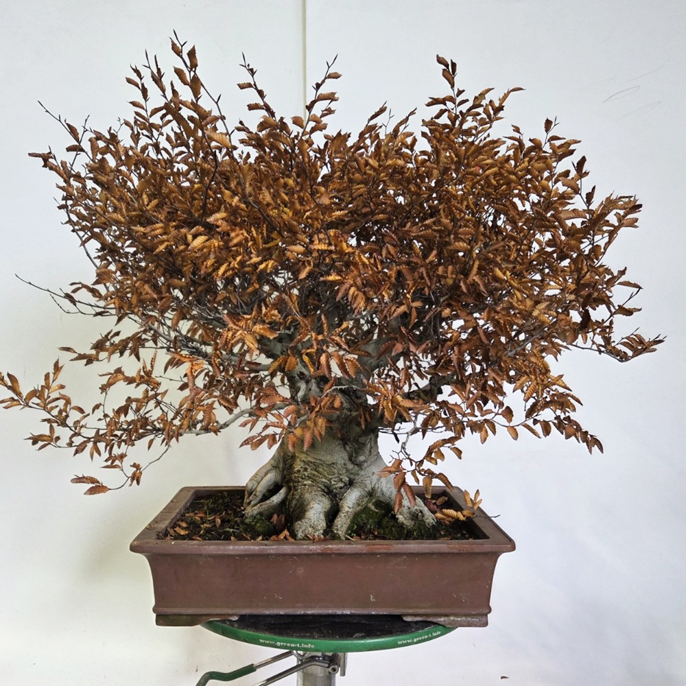 Bonsaï d'extérieur - Fagus crenata