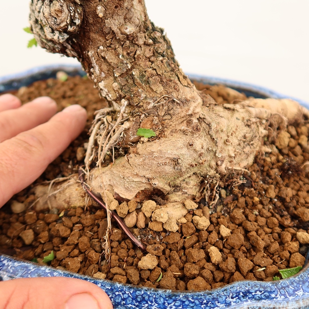 Bonsaï d'extérieur - Zelkova - Zelkova NIRE