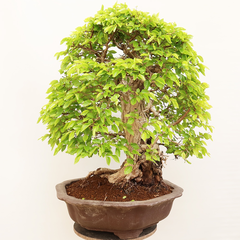 Bonsaï d'extérieur -Carpinus Coreana - Charme de Corée