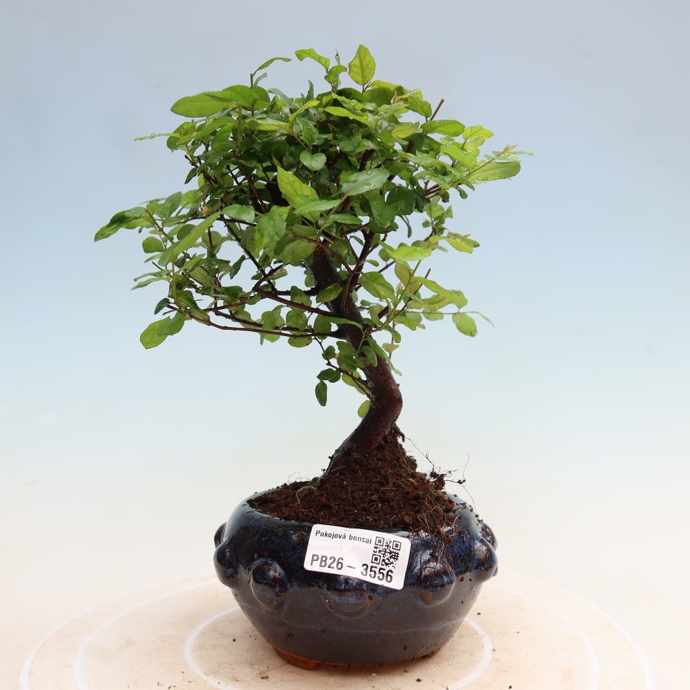 Bonsaï de chambre - Sageretia thea - Sageretia thea