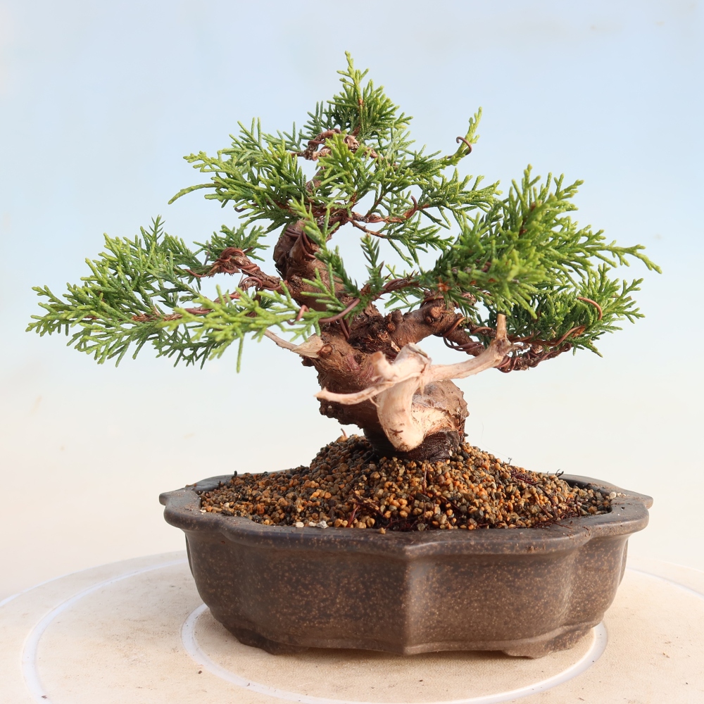 Bonsaï d'extérieur - Juniperus chinensis Itoigawa