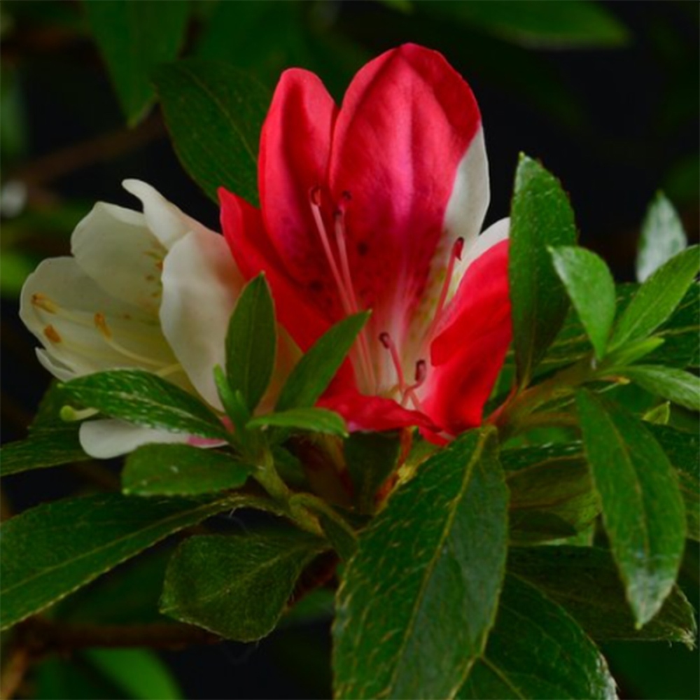 Bonsaï d'extérieur - Azalée japonaise - Azalea Senhime