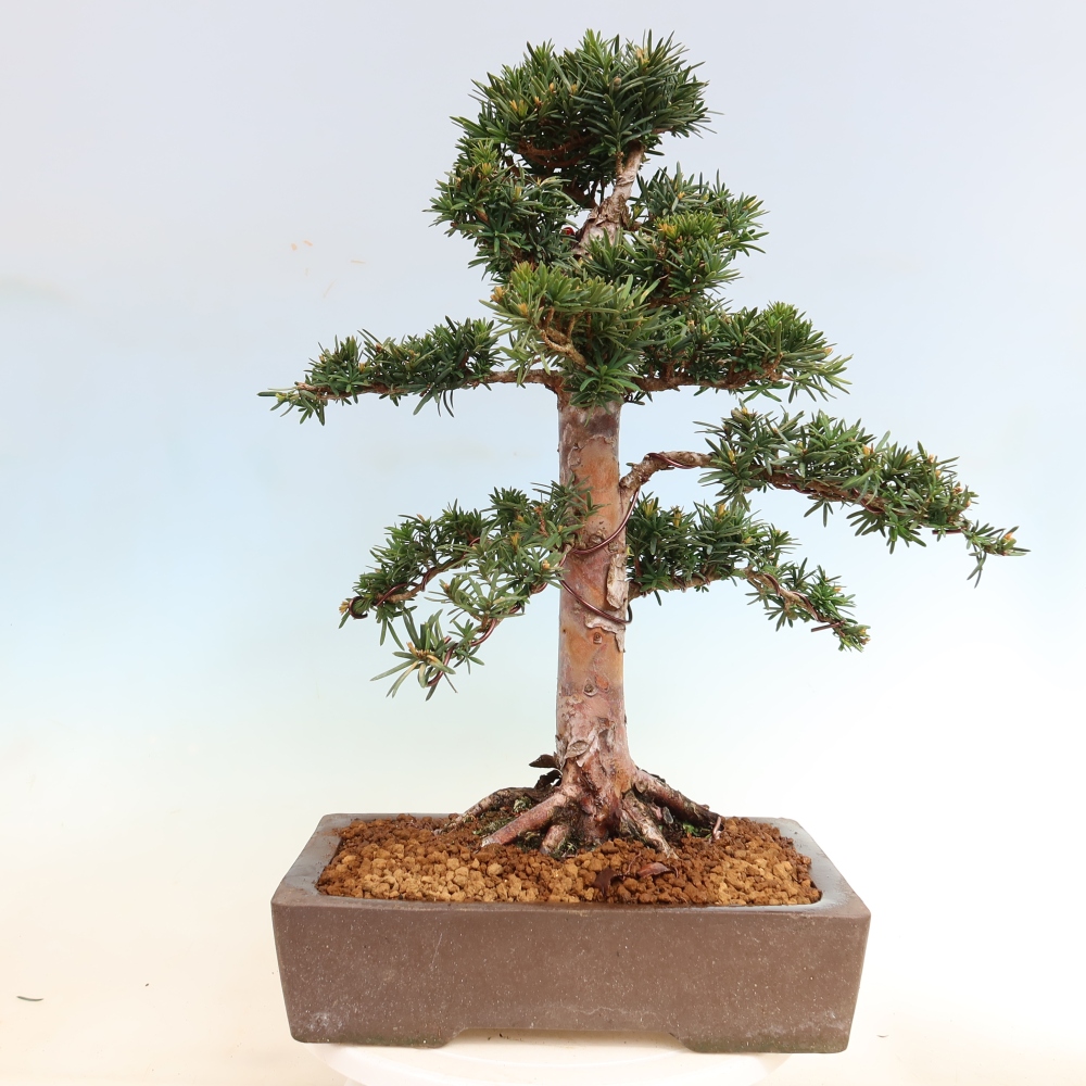 Bonsaï d'extérieur - Taxus cuspidata - If japonais