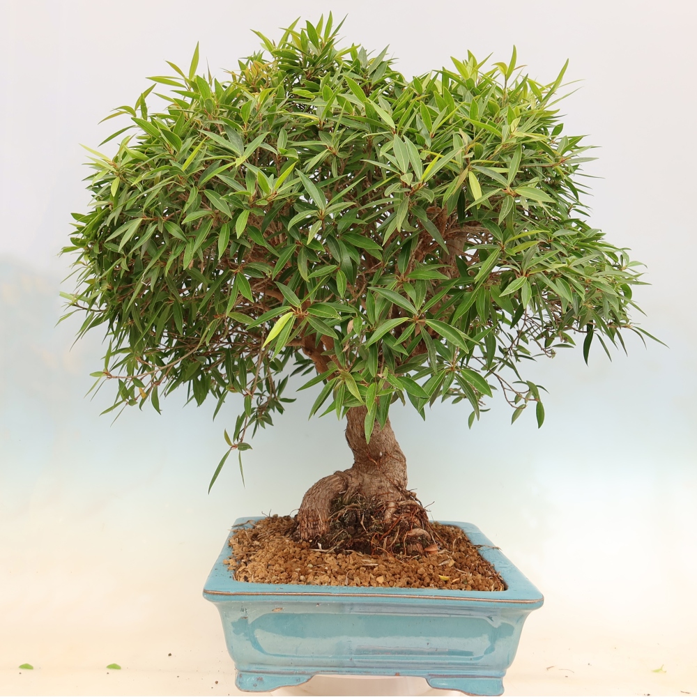 Salle bonsaï - Ficus nerifolia - ficus à petites feuilles
