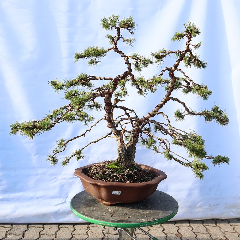 Pinus sylvestris Espagne - pin sylvestre