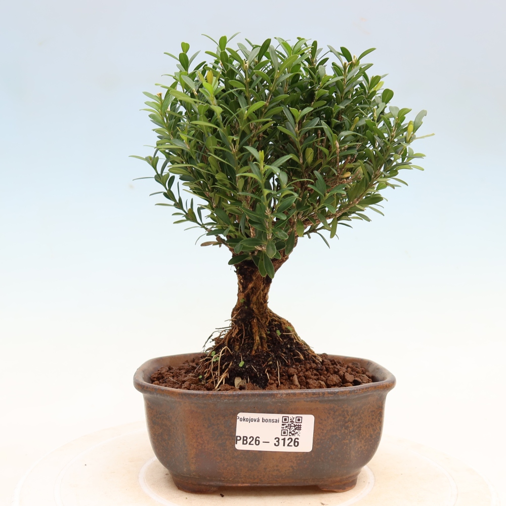Bonsaï de chambre - Buxus harlandii - buxus liège