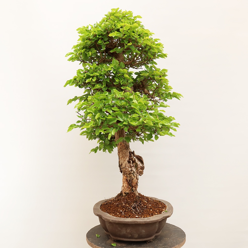 Bonsaï d'extérieur -Carpinus Coreana - Charme de Corée