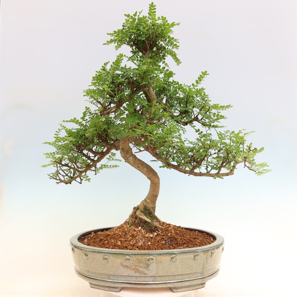 Salle bonsaï - Zantoxylum piperitum - arbre à poivre