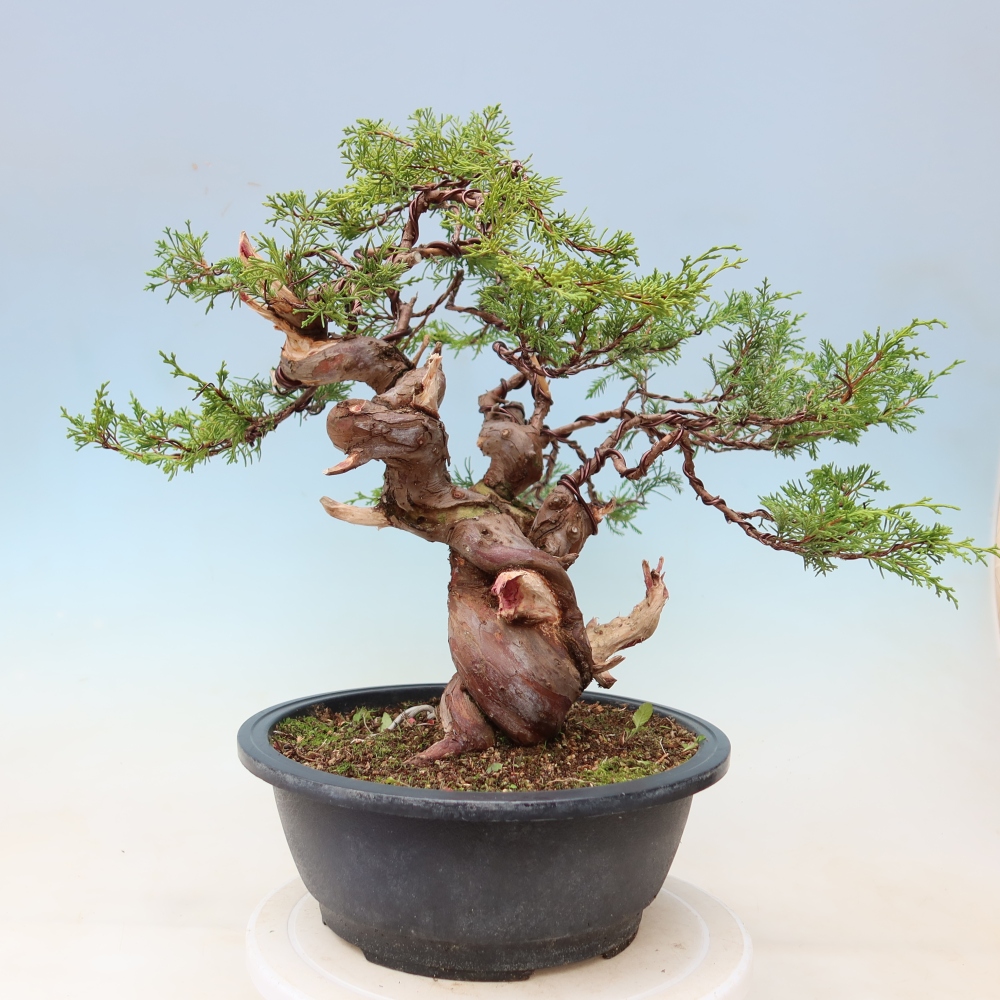 Bonsaï d'extérieur - Juniperus chinensis Itoigawa-Juniperus chinensis