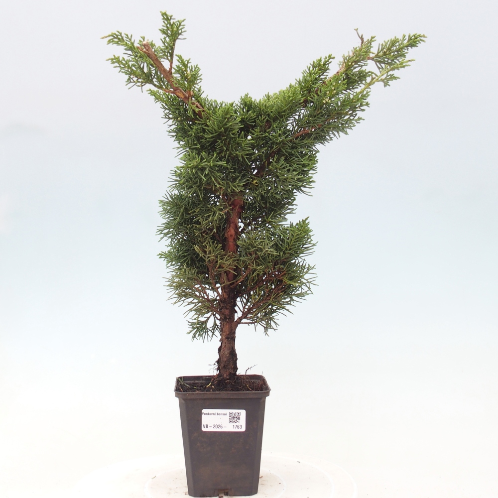 Bonsaï d'extérieur - Juniperus chinensis Kishu