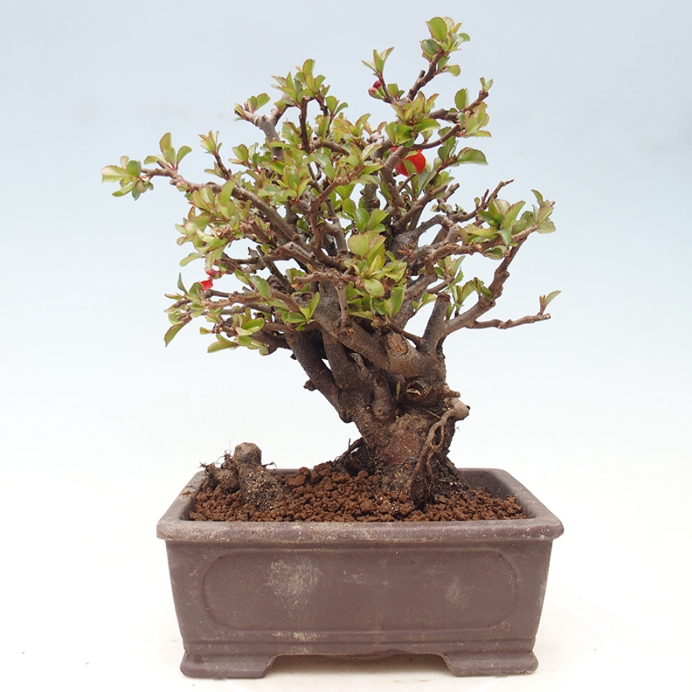 Bonsaï d'extérieur - Chaneomeles speciosa - Coing
