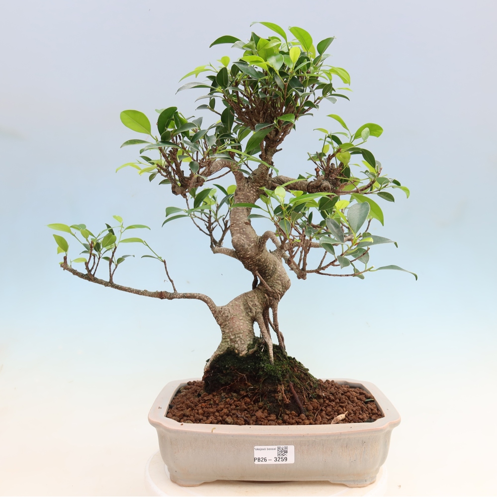 Salle bonsaï - Ficus kimmen - ficus à petites feuilles
