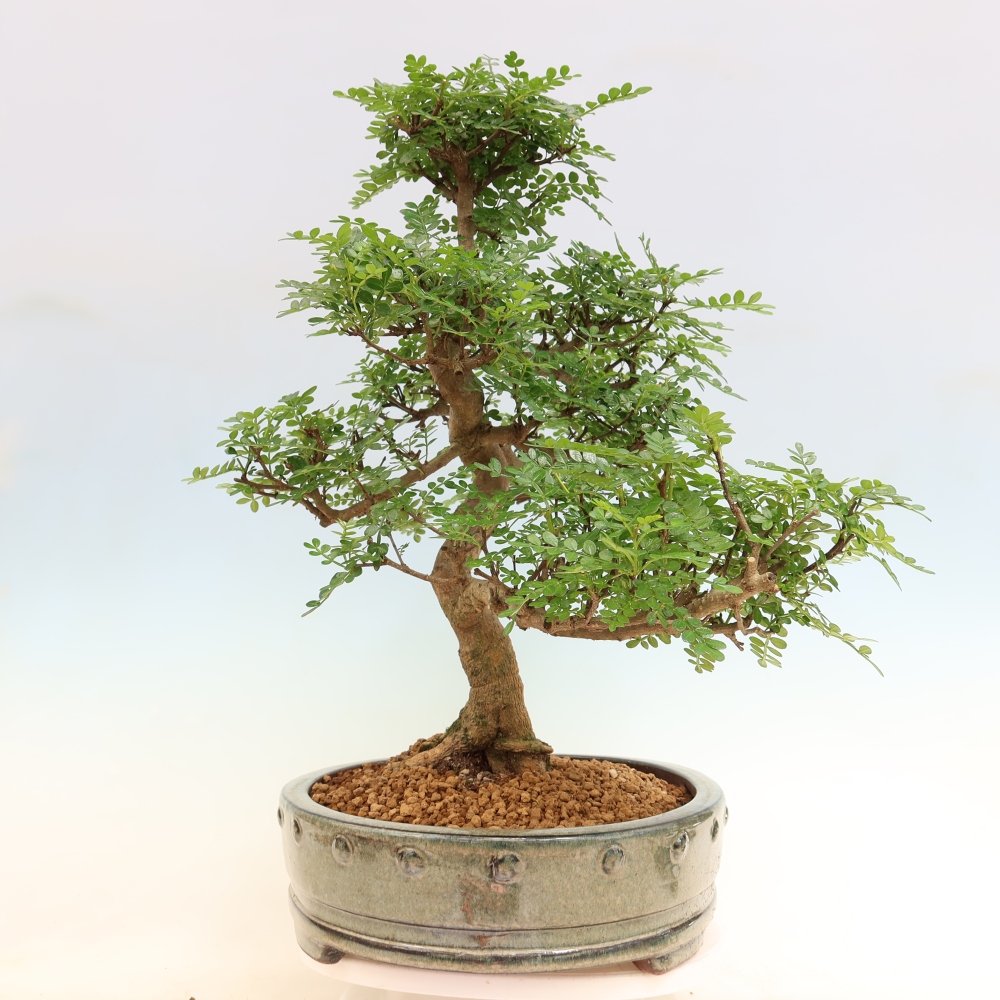 Salle bonsaï - Zantoxylum piperitum - arbre à poivre