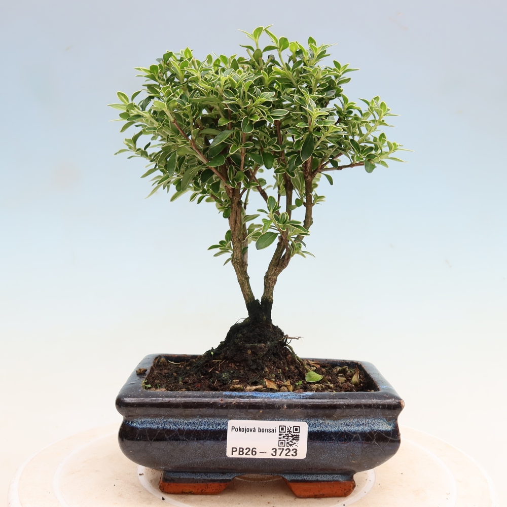 Salle bonsaï - Serissa foetida Variegata - Arbre aux mille étoiles