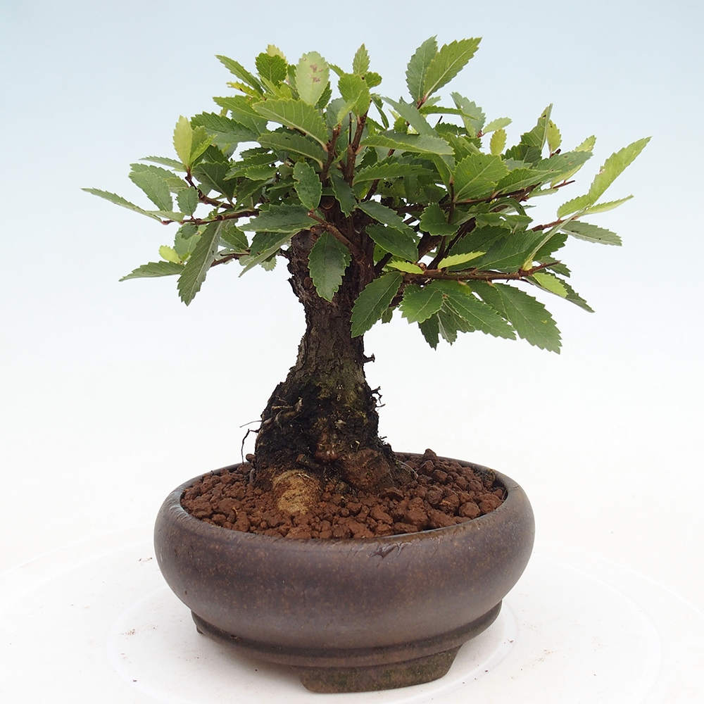 Bonsaï d'extérieur - Zelkova - Zelkova NIRE