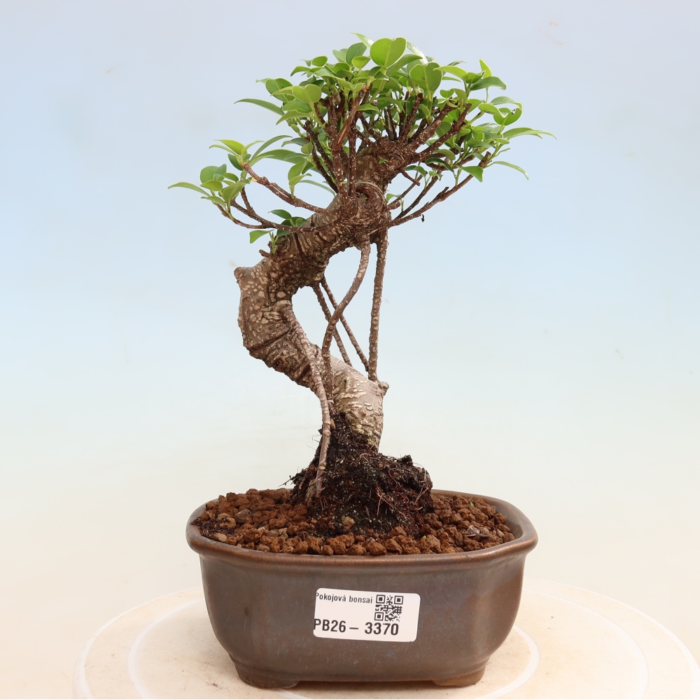 Salle bonsaï - Ficus kimmen - ficus à petites feuilles