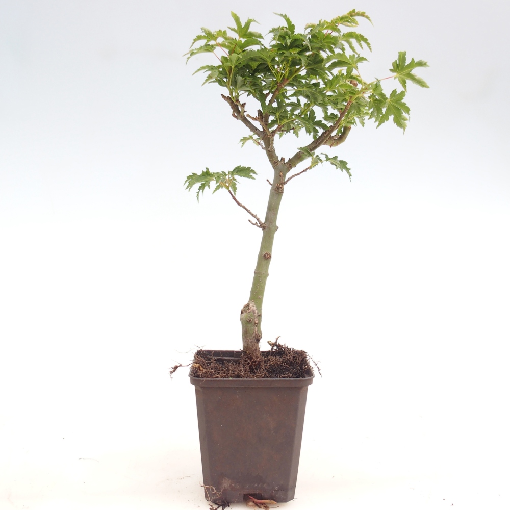 Bonsaï d'extérieur -Javor palmate - Acer palmatum Shishigashira en conteneur