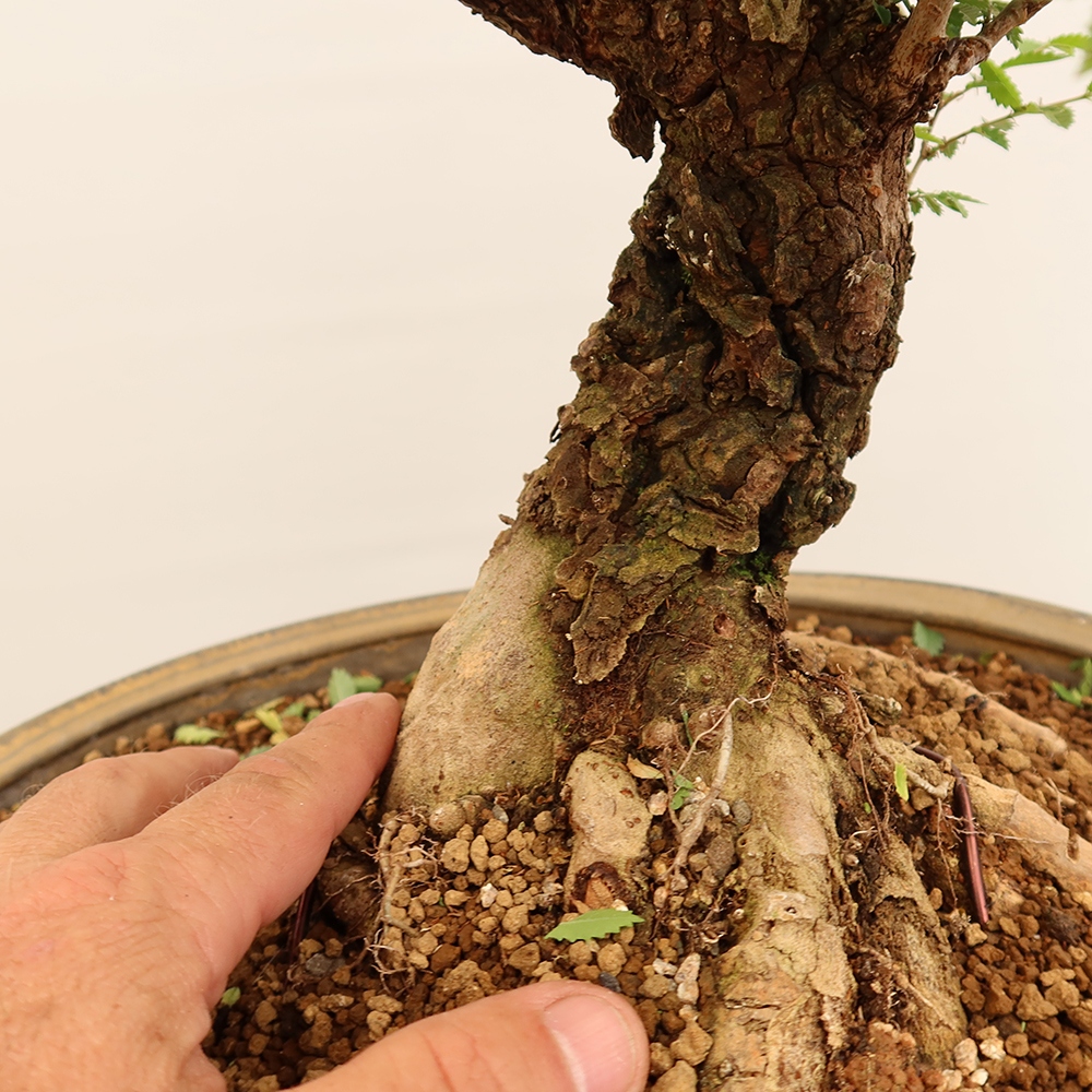 Bonsaï d'extérieur - Zelkova - Zelkova NIRE