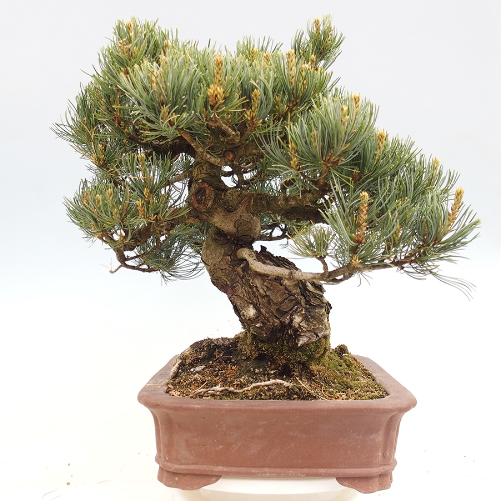 Bonsaï d'extérieur - Pinus parviflora - Pinus parviflora
