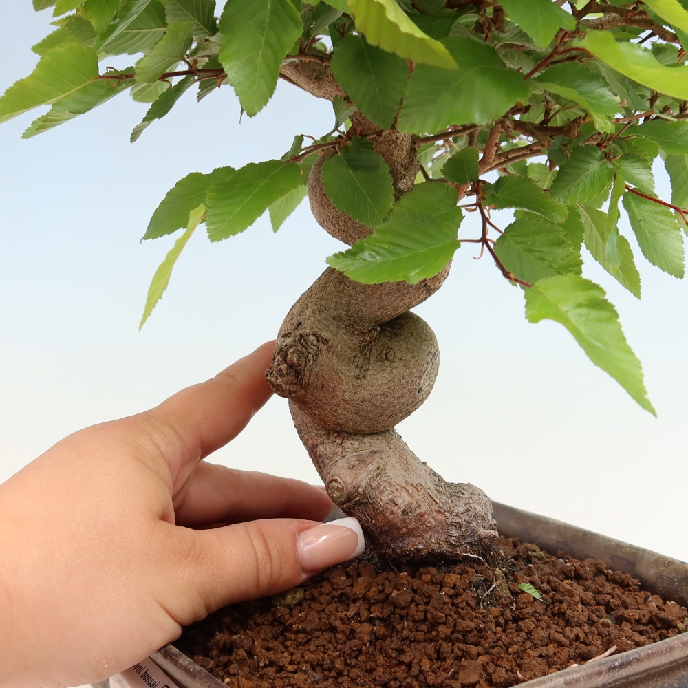 Bonsaï d'extérieur -Carpinus Coreana - Charme de Corée