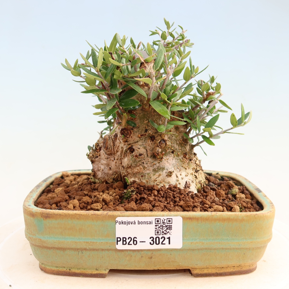 Bonsaï d'intérieur - Olea europaea sylvestris