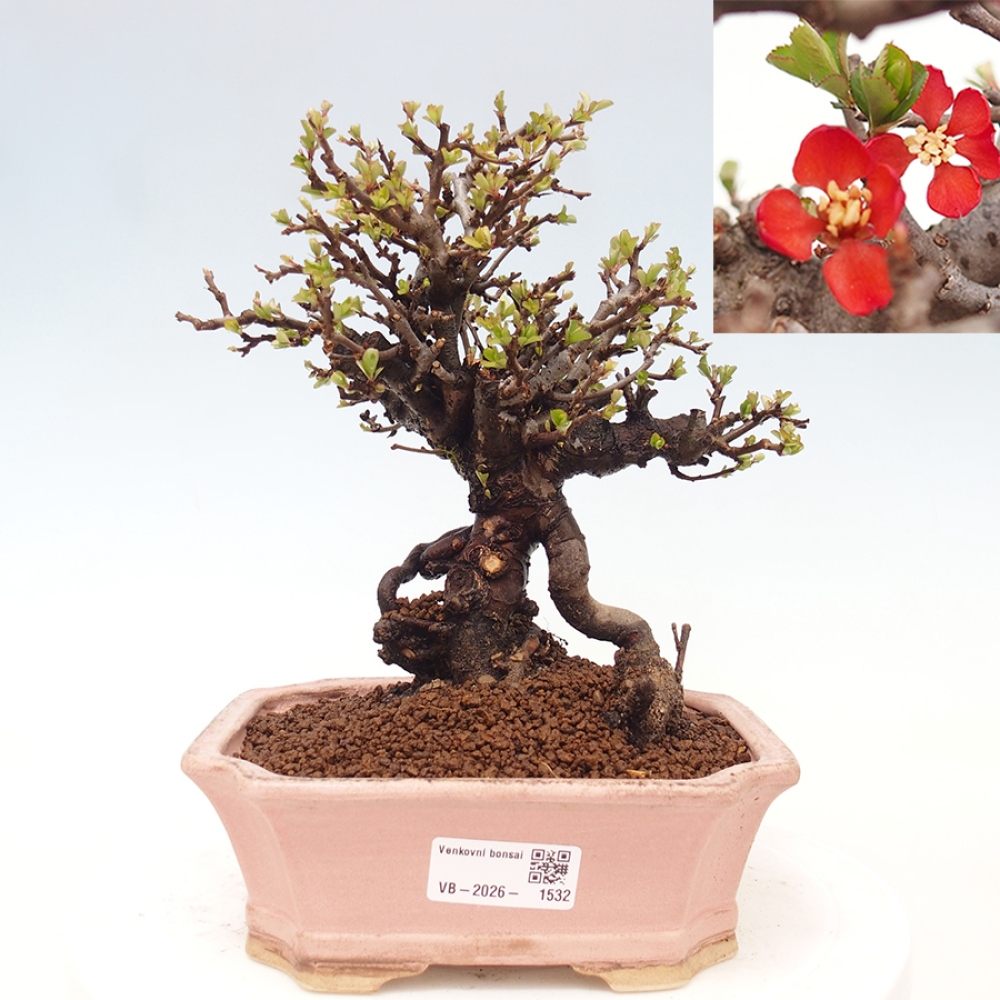 Bonsaï d'extérieur - Chaneomeles speciosa - Coing
