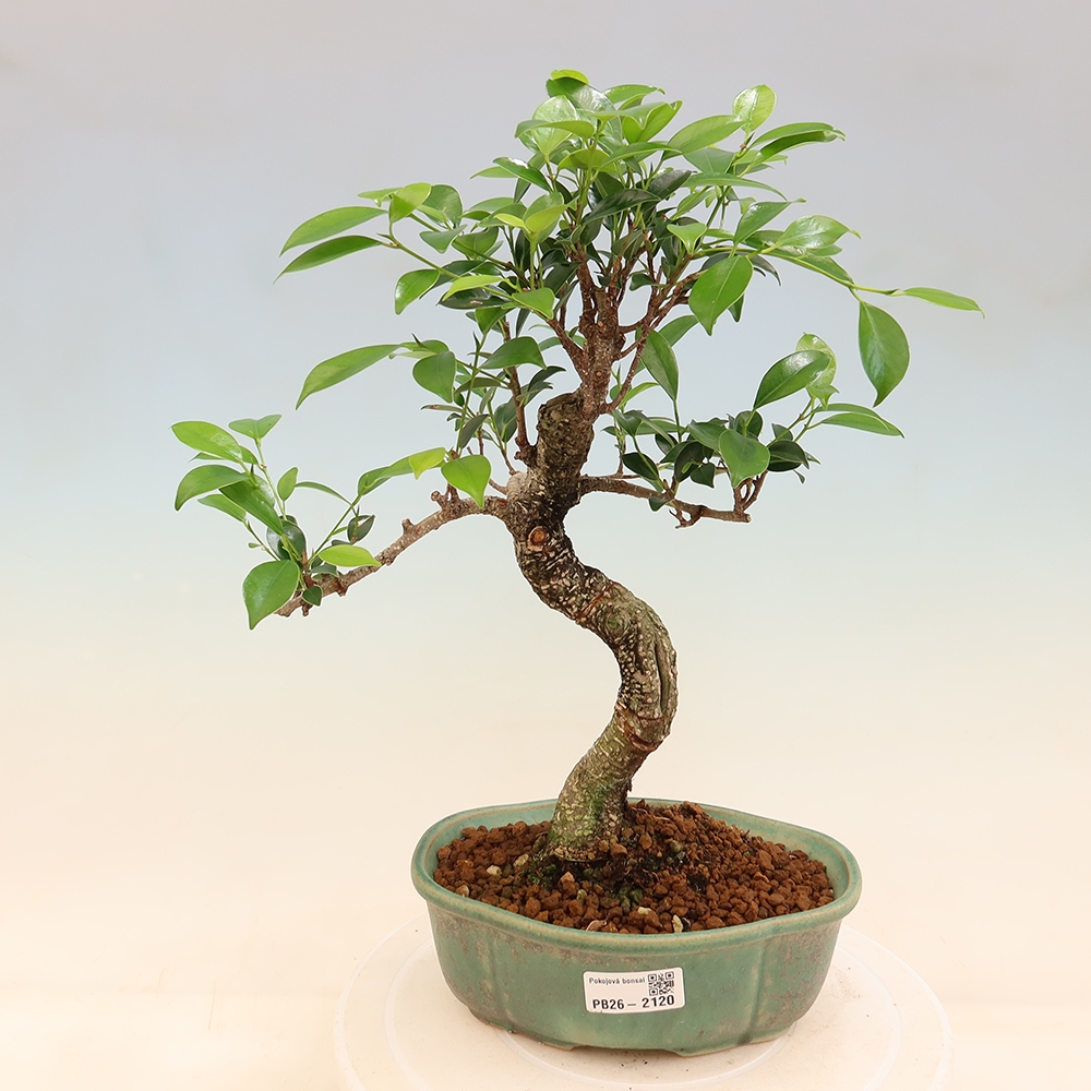 Salle bonsaï - Ficus retusa - ficus à petites feuilles