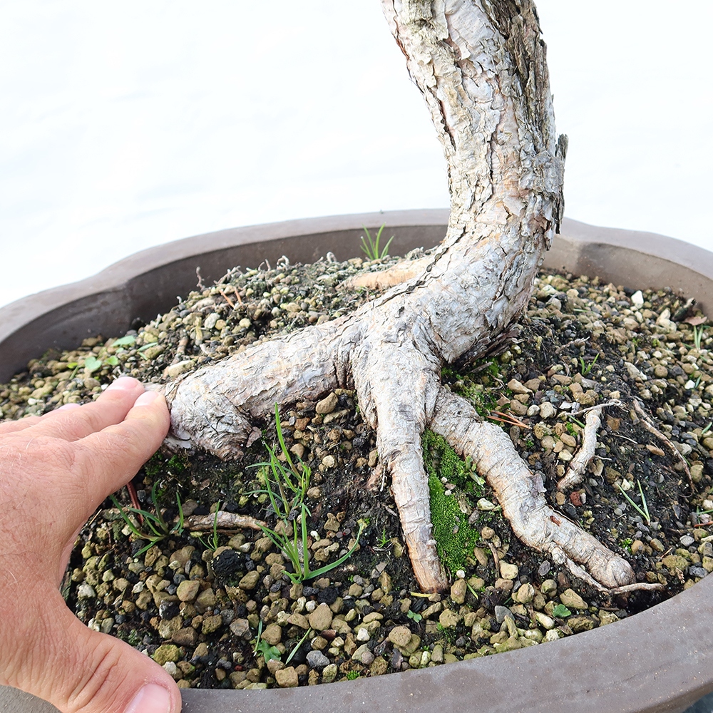 Pinus sylvestris Espagne - pin sylvestre