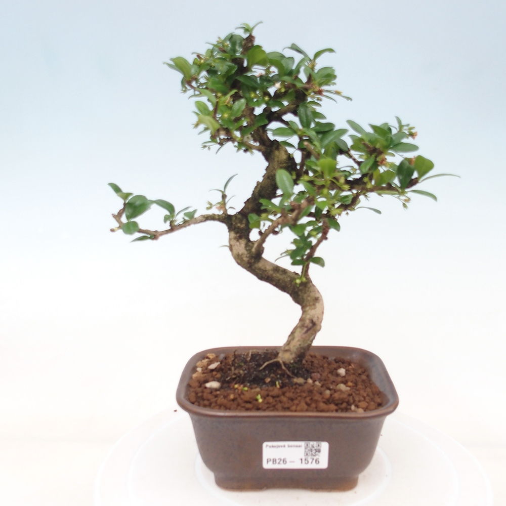 Bonsaï de chambre - Carmona macrophylla - Tea fuki