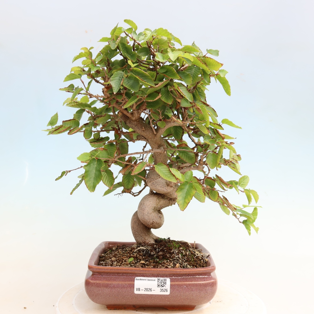 Bonsaï d'extérieur -Carpinus CARPINOIDES - Charme de Corée