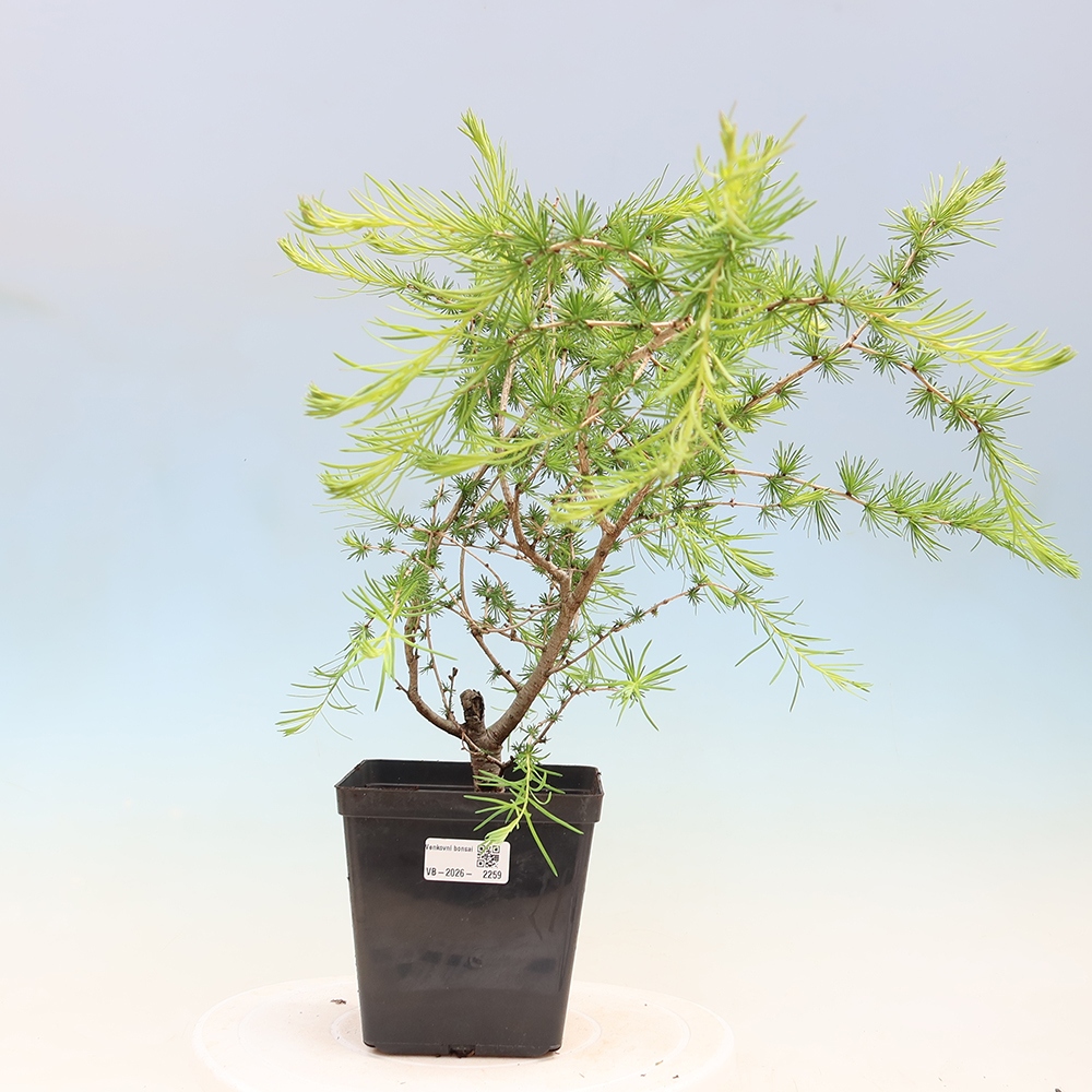 Bonsaï d'extérieur -Larix decidua - Mélèze
