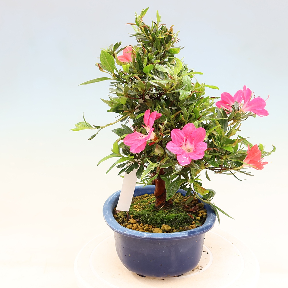 Bonsaï d'extérieur - Azalée japonaise - Azalea Beniko